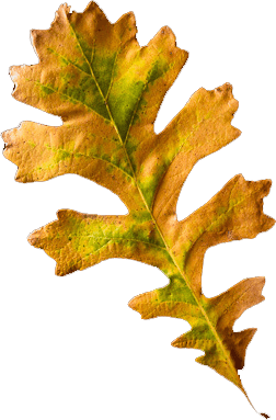 bur oak leaf