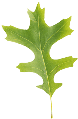 Pin Oak Leaf